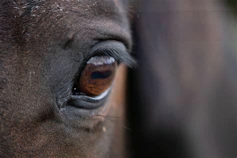 A Terrifying Vision or a Call for Liberation? Decoding the Meaning of an Enraged Equine Vision