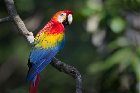 A Tropical Habitat: Exploring the Natural Environment of the Scarlet Macaw Bird