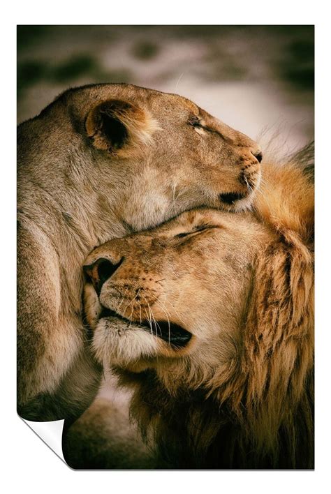 A Unique Connection: Exploring the Profound Affection Among Lion Pairs