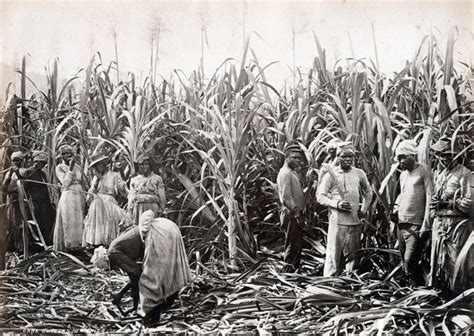 A Vision of a Thriving Sugar Reed Plantation