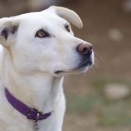 A White Canine as a Symbol of Purity and Innocence