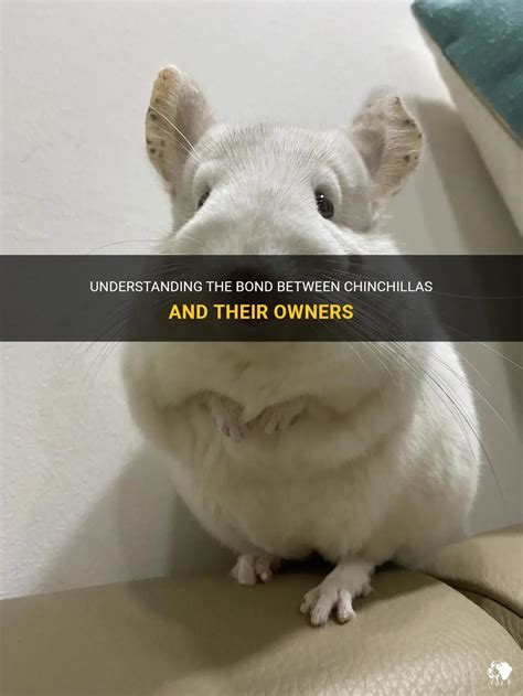 A Whiter Shade of Love: The Bond Between Humans and Pale Chinchillas