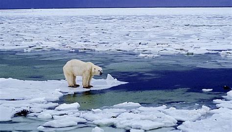 A closer examination of the correlation between encounters with polar marine mammals and individual anxieties