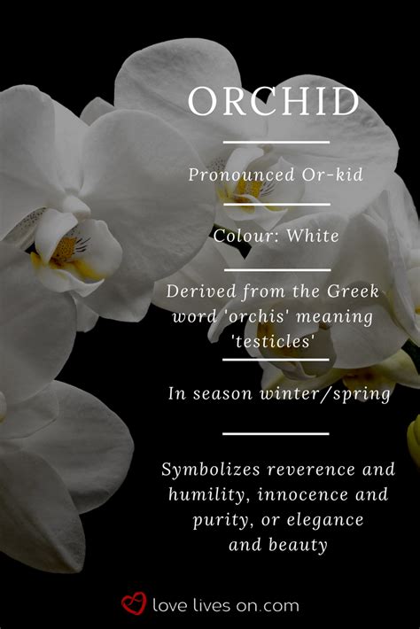 A depiction of purity and innocence: The significance of white orchids