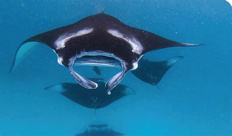 A mesmerizing encounter with majestic manta rays