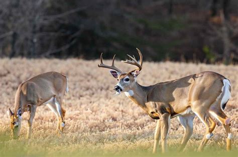 About Alabama Deer