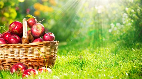 Achieving Your Orchard Desires: A Comprehensive Guide to Harvesting Apples