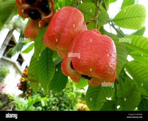 Ackee Harvest: Exploring the Vibrant Farms of Jamaica