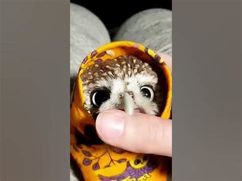 Actions to Take Following a Dream of Rescuing a Baby Owl