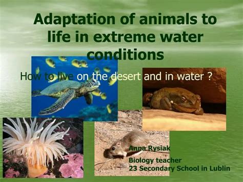 Adaptation Strategies of Tiny Aquatic Creatures in Challenging Environments