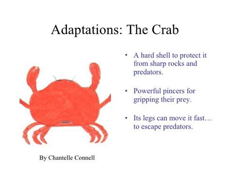 Adaptations and Survival Skills of Miniature Crustaceans