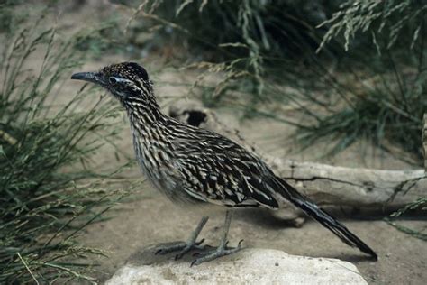 Adaptations and Survival Techniques of the Remarkable Road Runner