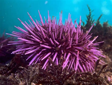 Adapting to the Surroundings: How Sea Urchins Thrive in Their Environment