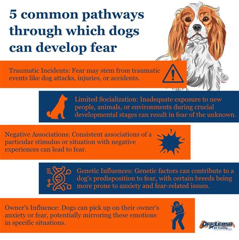 Addressing Anxiety and Fear Associated with Dreams of Pet Injuries