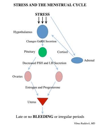 Addressing Anxiety and Stress in Relation to Menstrual Dream Experiences