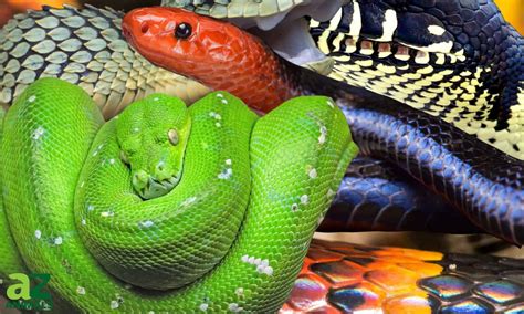 Admiring the Beauty and Elegance of Colorful Snake Patterns