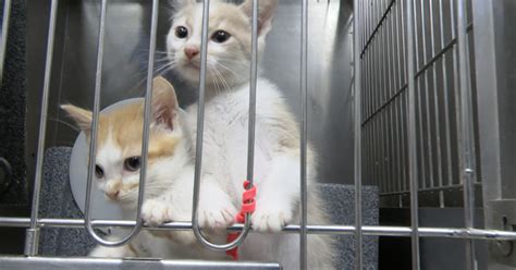 Adoption and Rescue: Solutions to the Pet Overpopulation Crisis