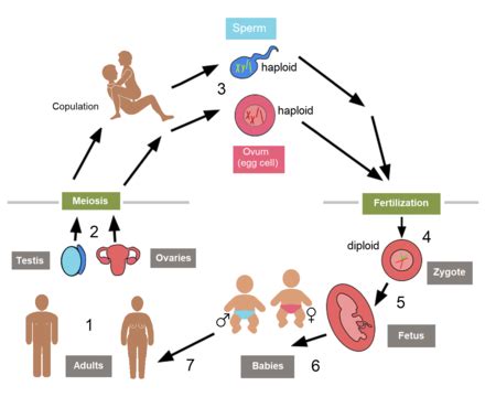 Adults: Reproduction and Survival