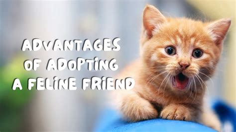 Advantages of Having a Feline Companion