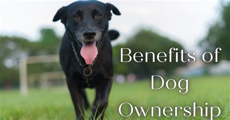 Advantages of Owning a Petite Canine Companion