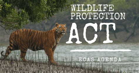 Advocating for Wildlife Protection through Enacting Favorable Laws