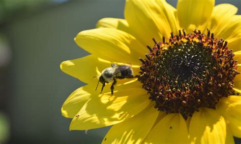 Advocating for the Protection of Bees: Joining Local Environmental Initiatives