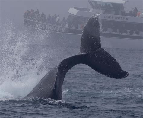 Aerial Acrobats: Breaching and Tail Slapping in Whale Courtship