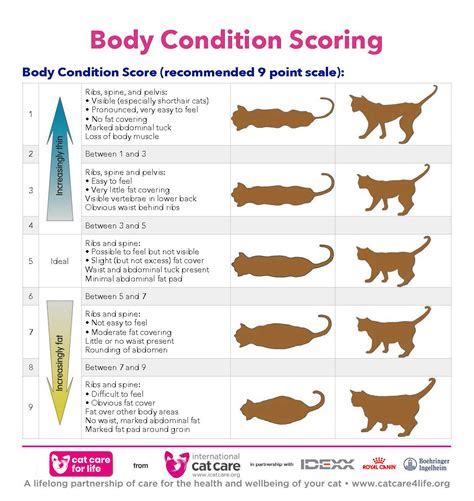 Age, Height, and Figure of Christi Cats