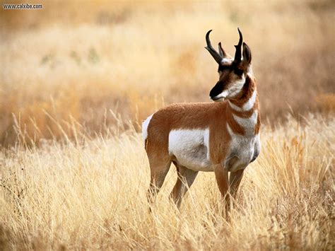 Age: How Many Years Has the Adorable Antelope Lived?