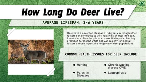 Age: Lifespan of Alabama Deer
