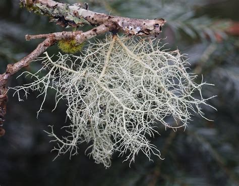 Age and Growth Patterns of Usnea Lichen