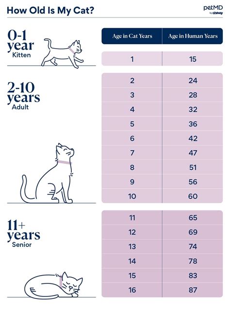 Age is Just a Number: Revealing Lucy Cat's Age