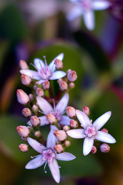 Age of Jade Flower