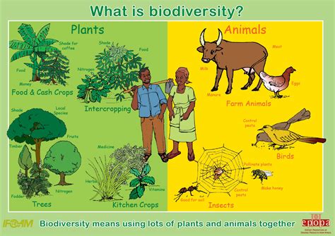 Aiding Ecosystems and Promoting Biodiversity