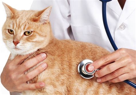 All About Caring for Cats: Nourishment, Pampering, and Veterinary Requirements