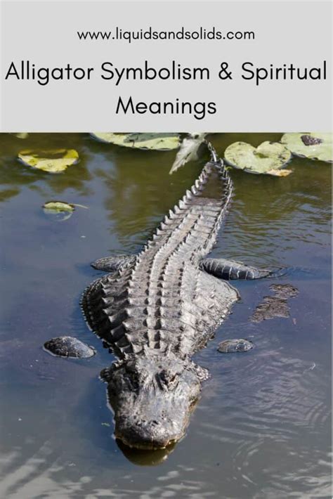 Alligator Symbolism and its Meanings