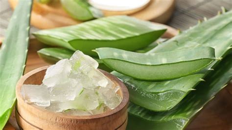 Aloe Vera in Dreams: A Sign of Prosperity and Abundance