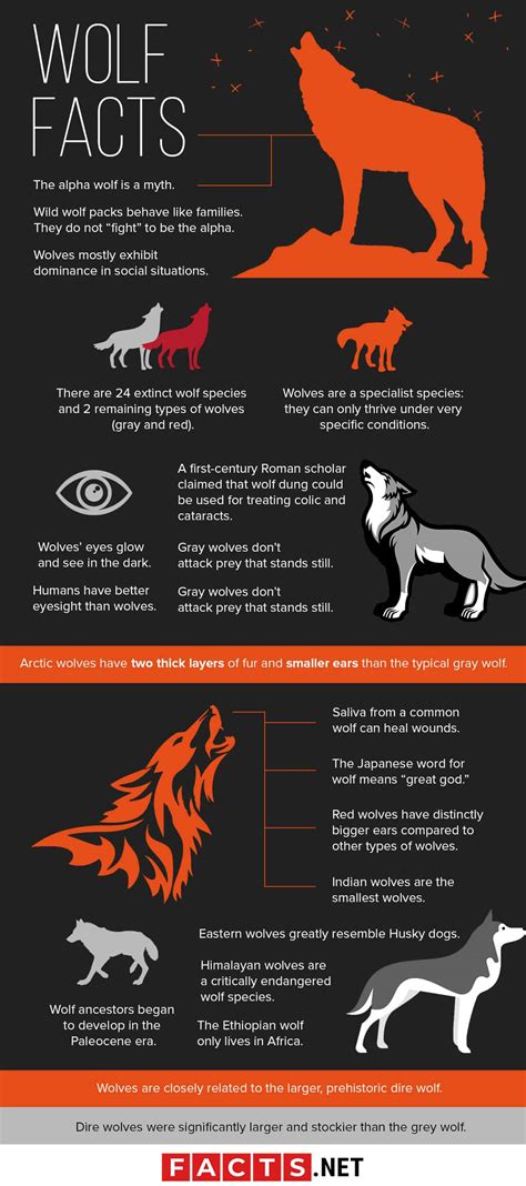 Alpha Wolf Behaviors and Traits