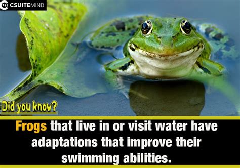 Amazing Adaptations: How frogs evolved their swimming skills