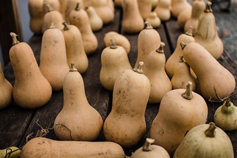 Amy's Apple Orchard: The Surprising Selection of Gourds at Your Local Farmer's Market