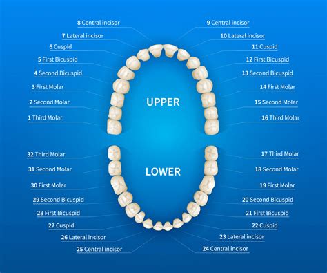 An Age-Old Notion: Teeth and their Connection to Reveries