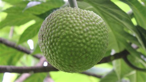 An Ancient Staple: Tracing the Breadfruit's Rich History and Cultural Significance