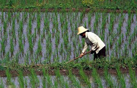 An Ancient Tradition: The History of Rice Cultivation