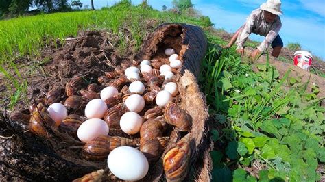 An Astonishing and Bewildering Phenomenon: Dreams of Producing Eggs