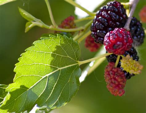 An Encounter with Nature: Exploring the Intricacies of Mulberry Leaves and their Ecosystem