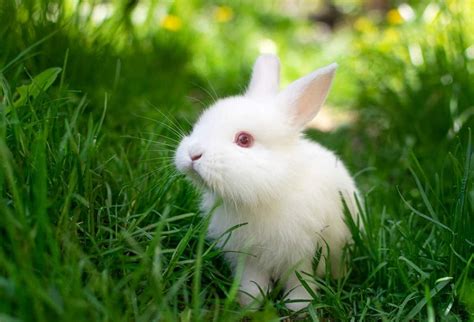 An Examination of Whiteness Symbolism in Rabbit Dreams