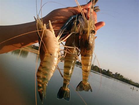 An Exploration into the Enchanting Realm of Cultivating Jumbo Prawns