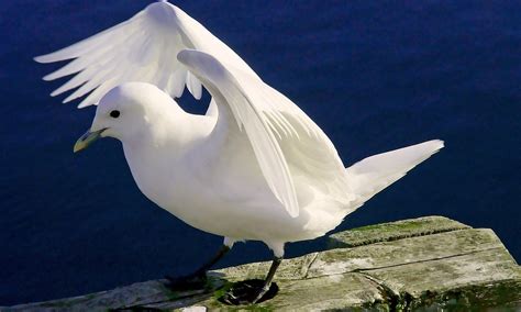 An Exploration of the Unique Behaviors and Intriguing Habits of Ivory Gulls