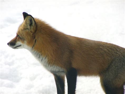 An In-Depth Look into the Life of the Copper Vulpes