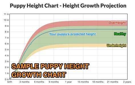 An Insight into Victoria Puppy's Height and Physical Appearance